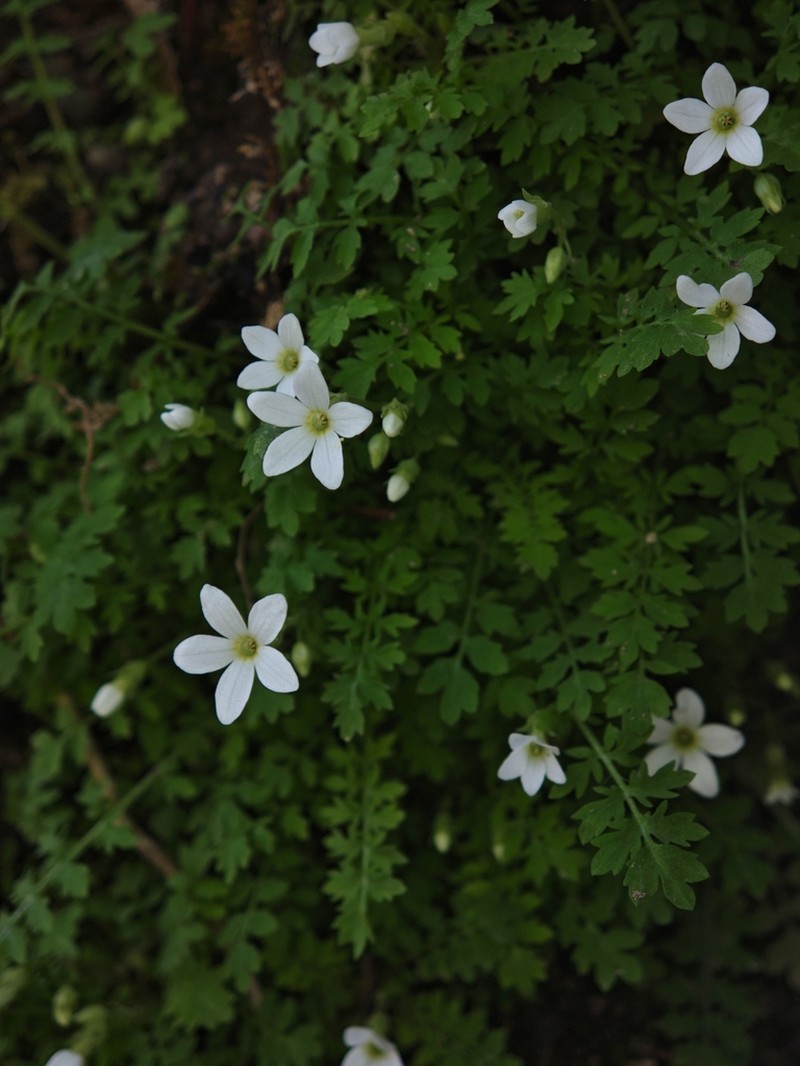 Primula zhexiensis photo 3