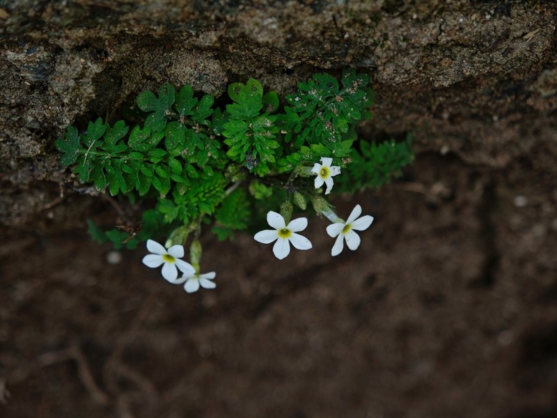 Primula zhexiensis photo 4