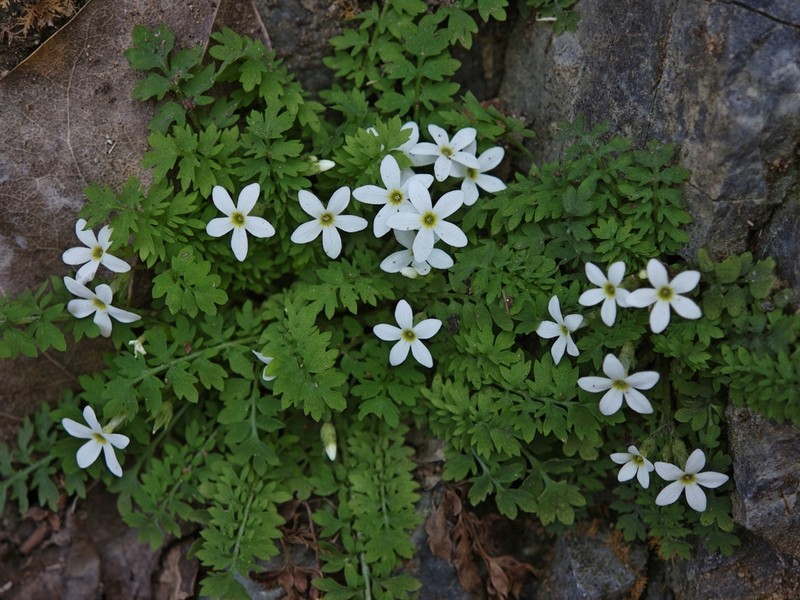 Primula zhexiensis photo 5