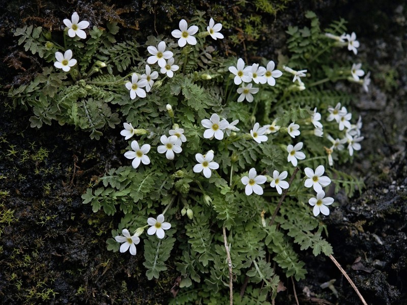 Primula zhexiensis photo 6