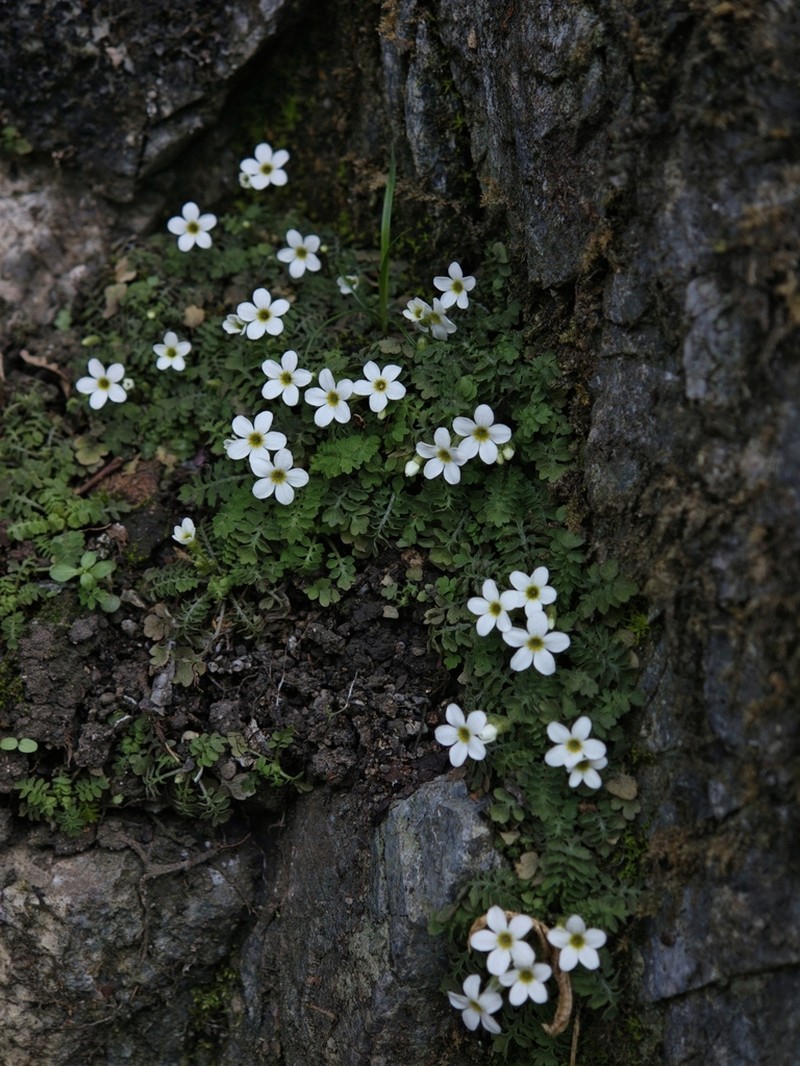 Primula zhexiensis photo 7
