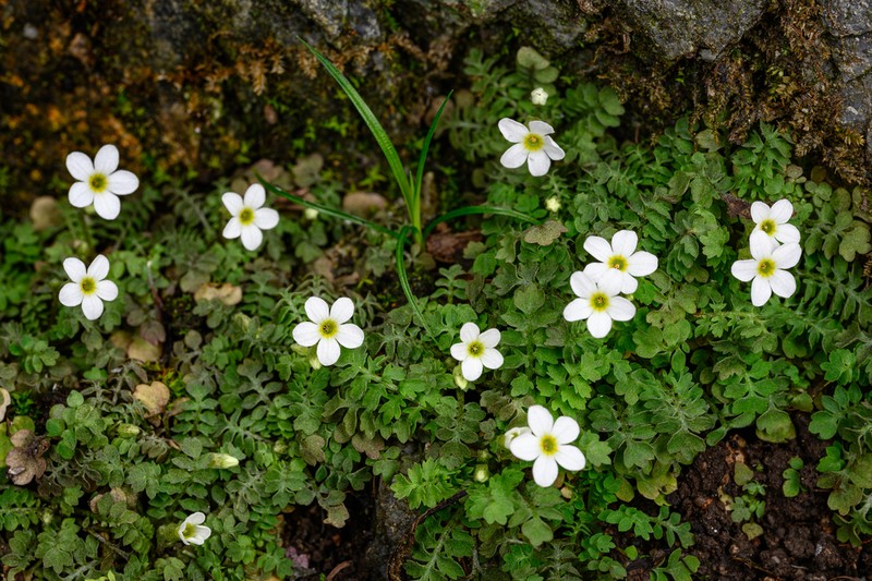 Primula zhexiensis photo 8