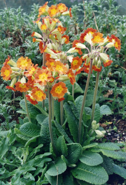 Elatior Hybrid Primroses photo 6