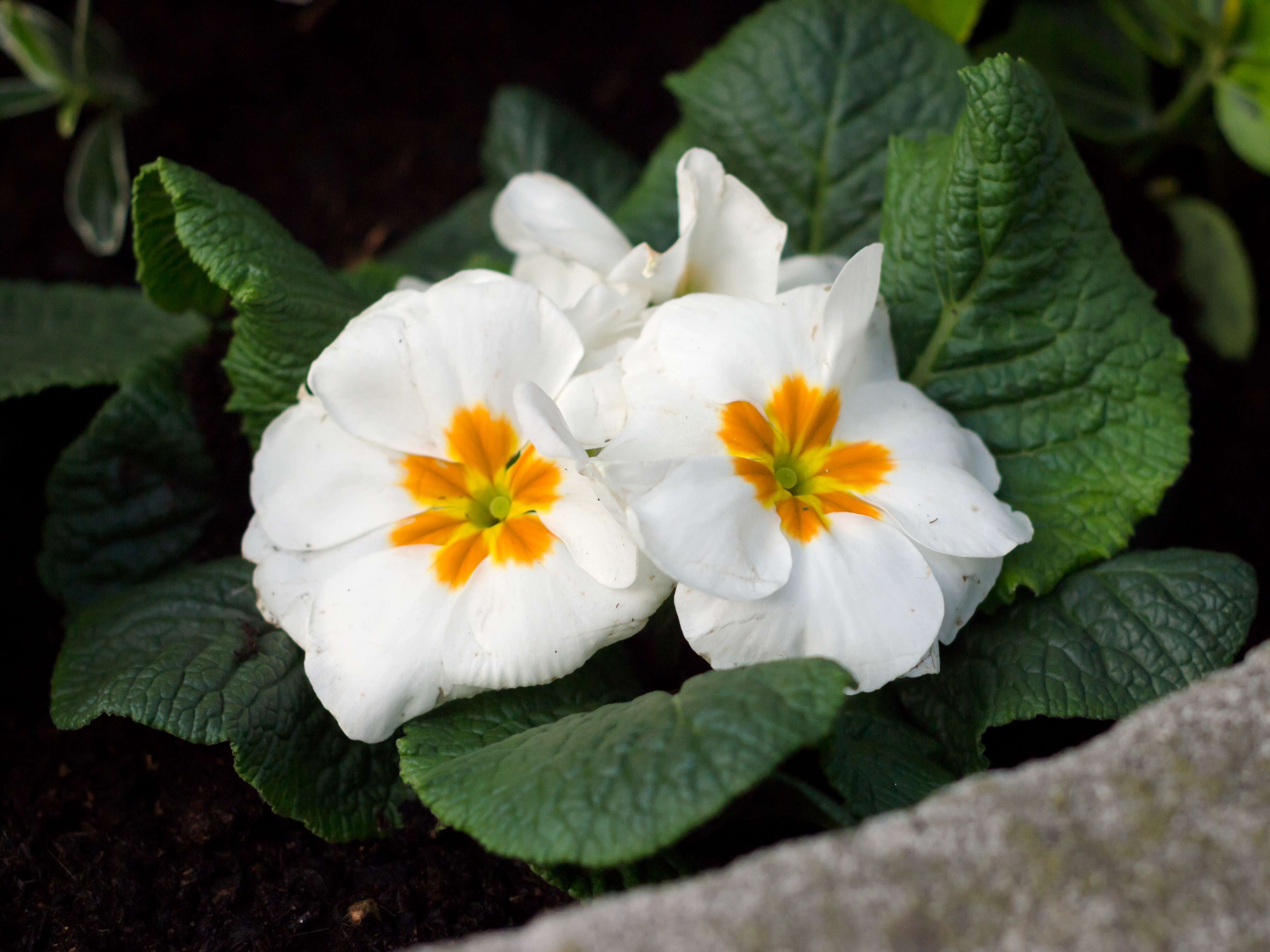 Elatior Hybrid Primroses photo 7
