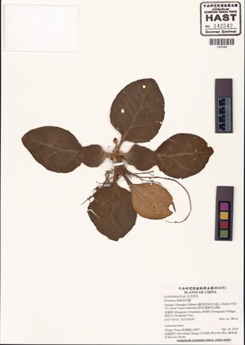 Primulina albicalyx