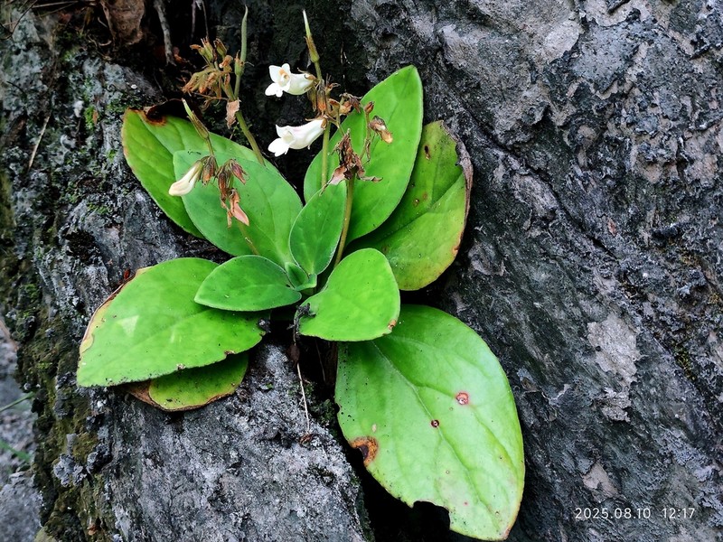 Primulina alutacea