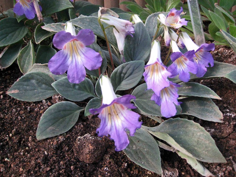 Primulina baishouensis