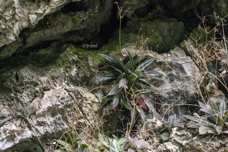 Primulina balansae