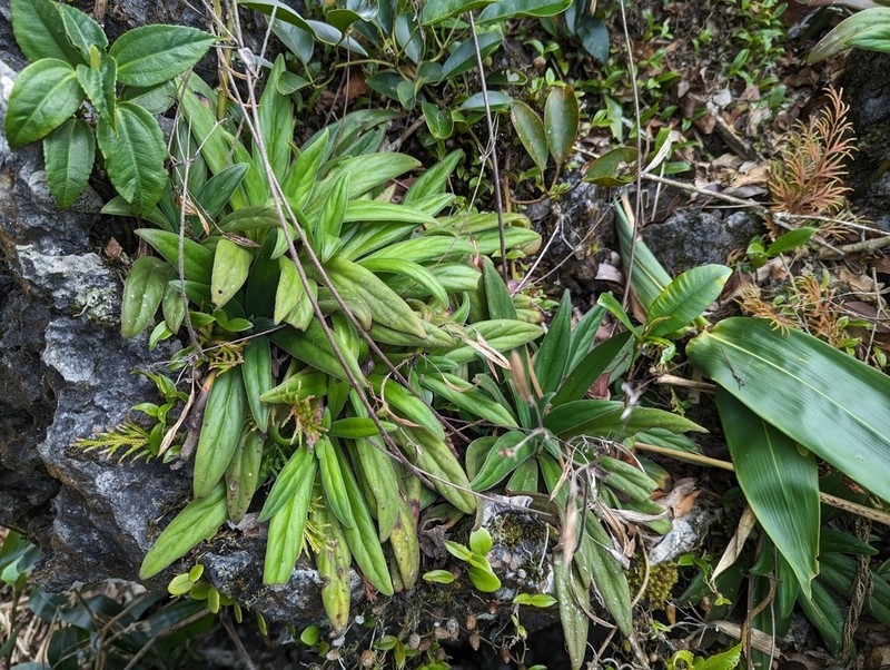 Primulina balansae photo 2