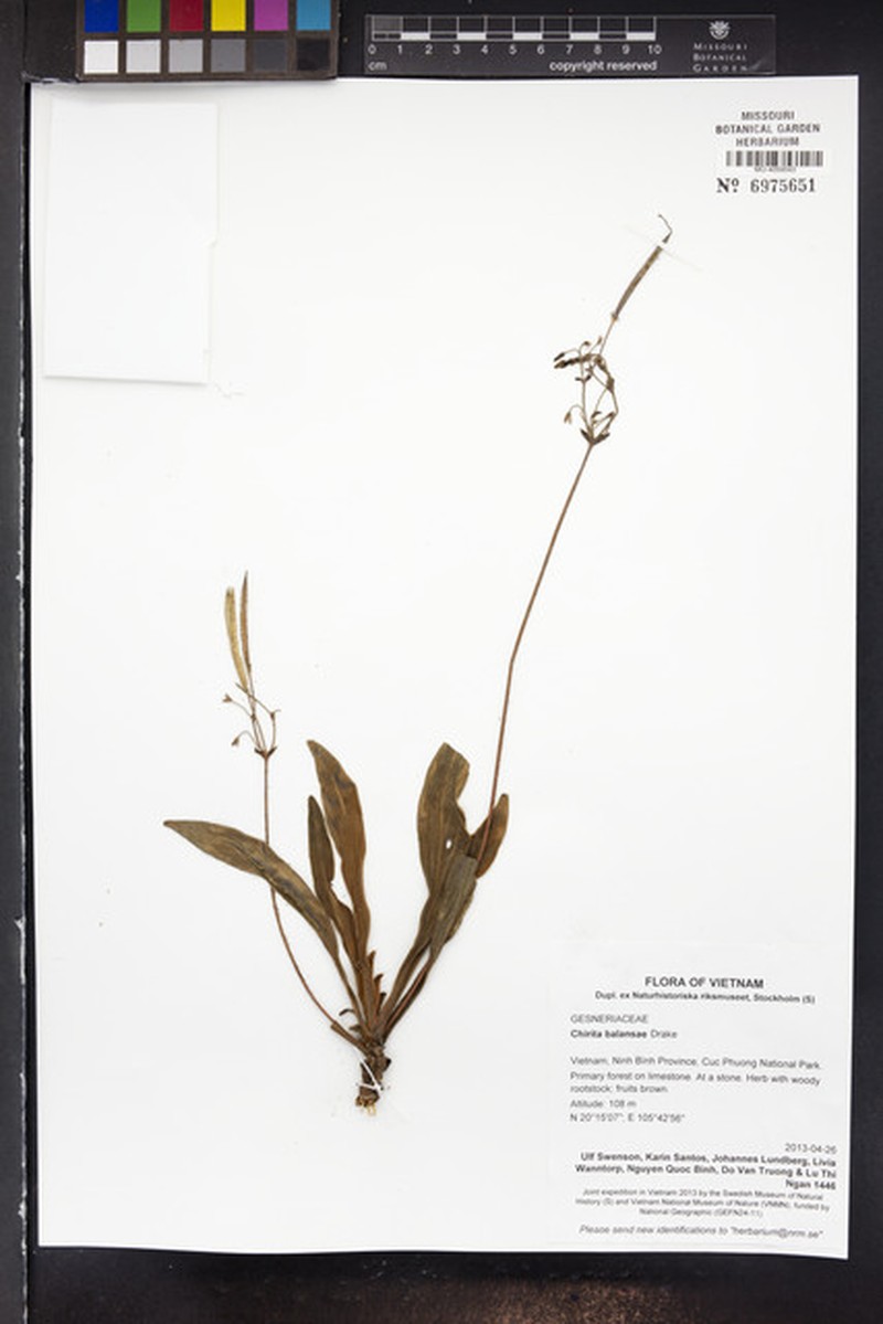 Primulina balansae photo 3