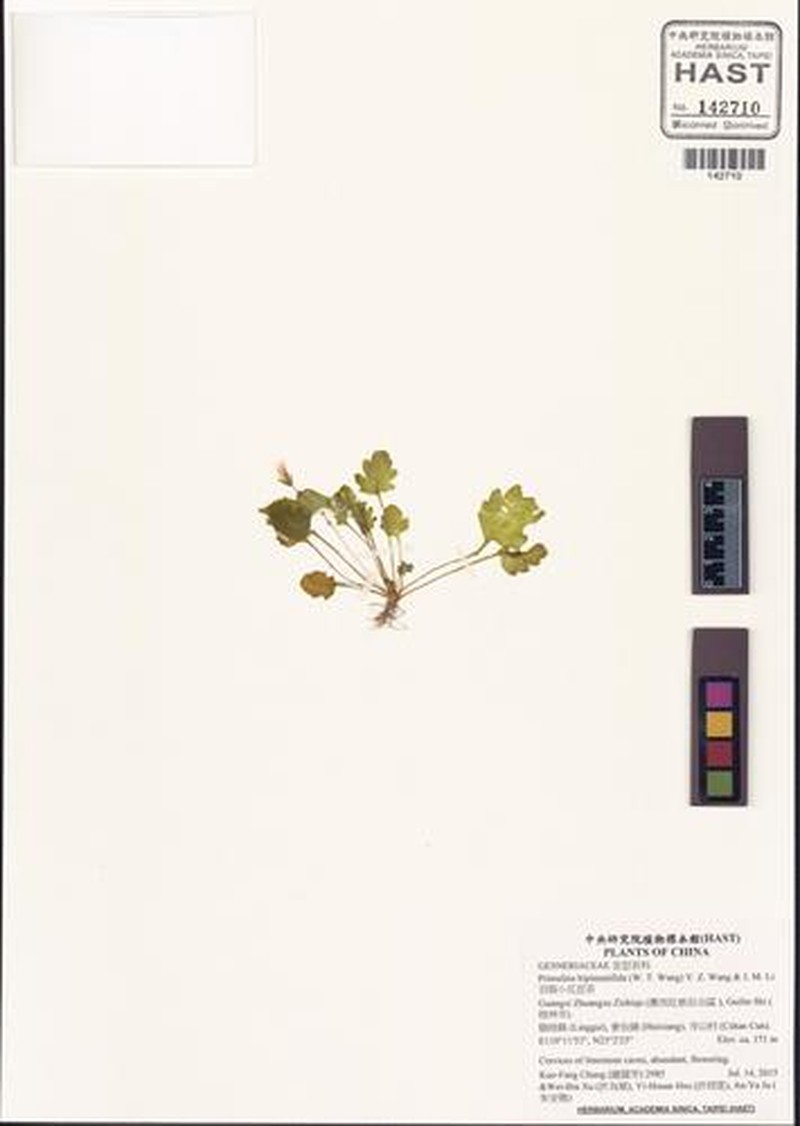 Primulina bipinnatifida photo 2