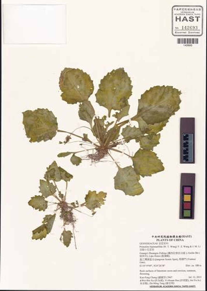 Primulina bipinnatifida photo 3