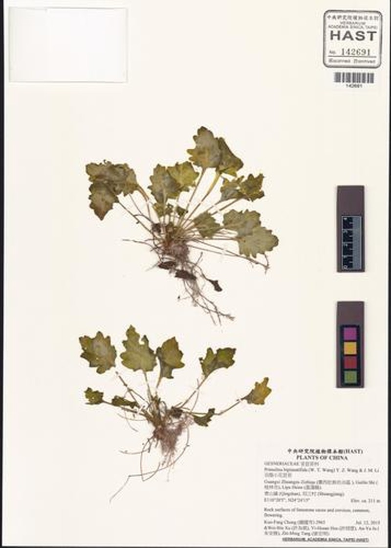 Primulina bipinnatifida photo 4