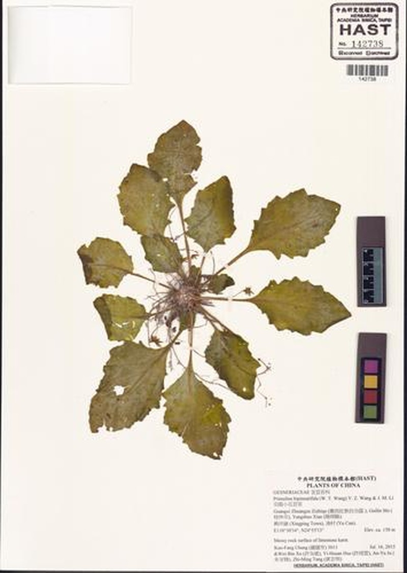 Primulina bipinnatifida photo 5