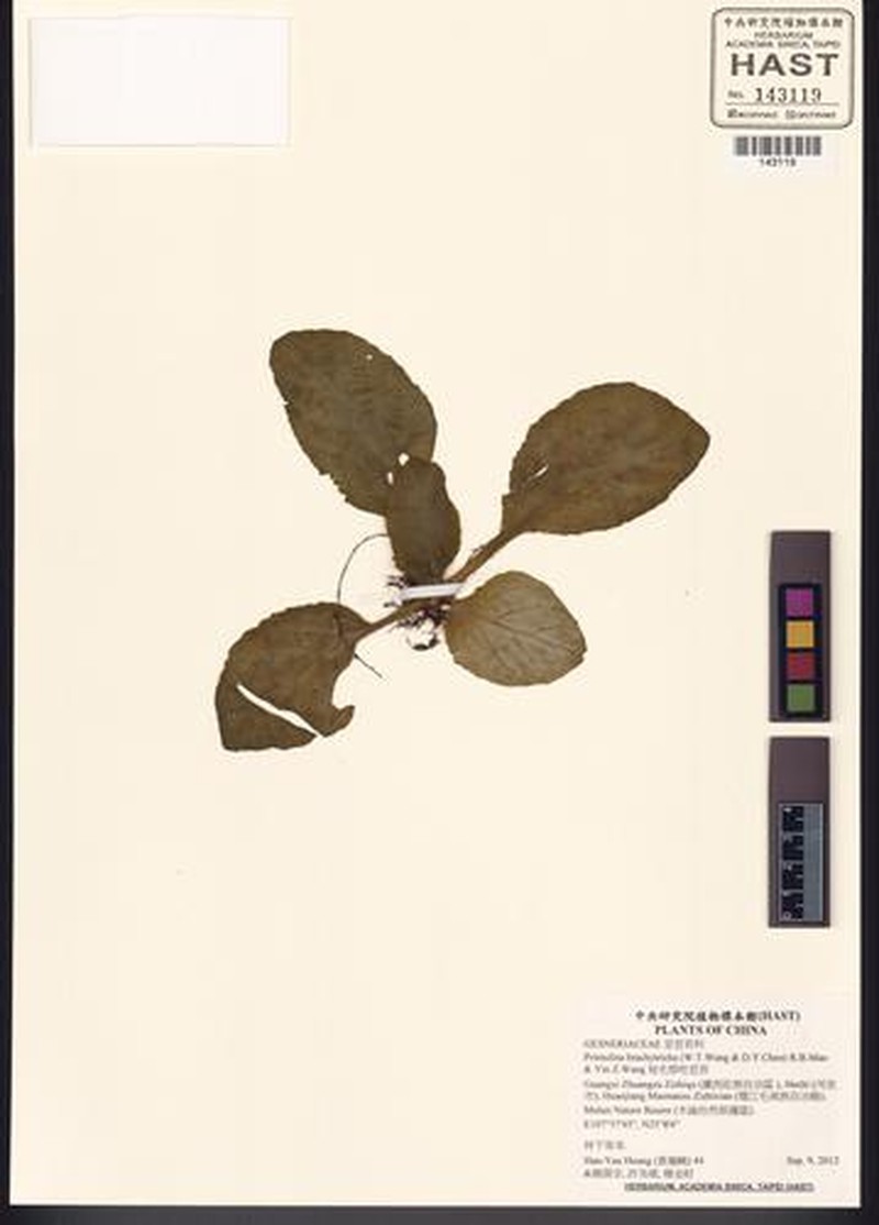 Primulina brachytricha