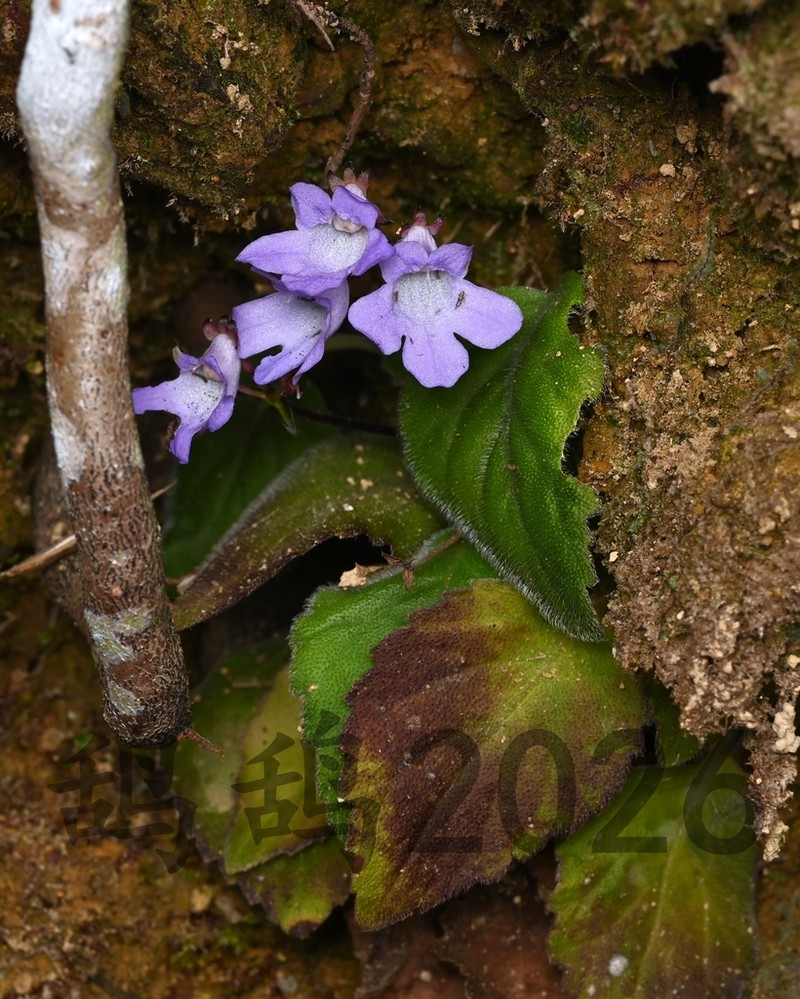 Primulina carnosifolia
