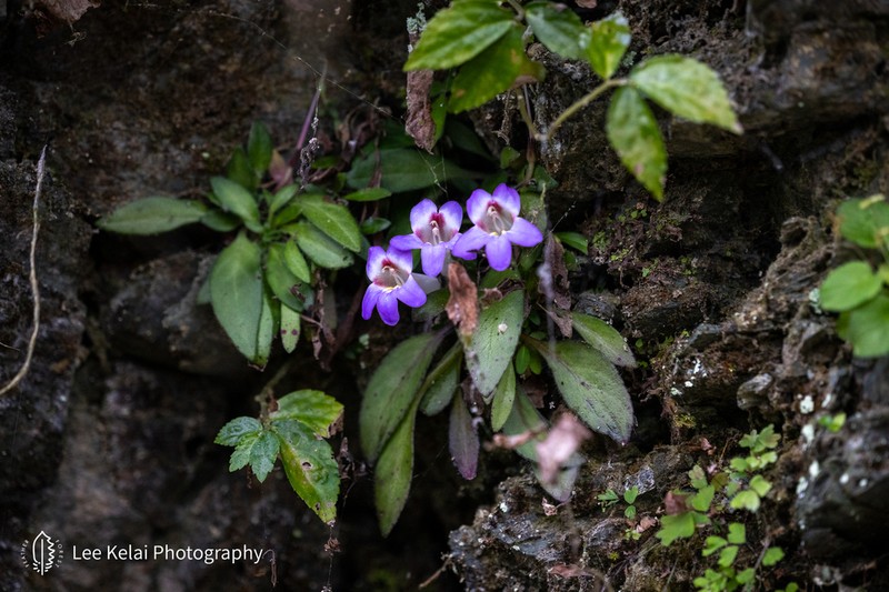 Primulina carnosifolia photo 2