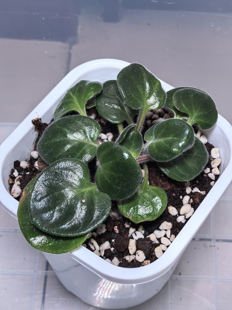 Primulina cataractarum