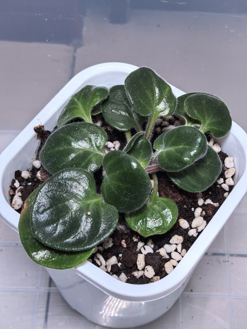 Primulina cataractarum photo 2