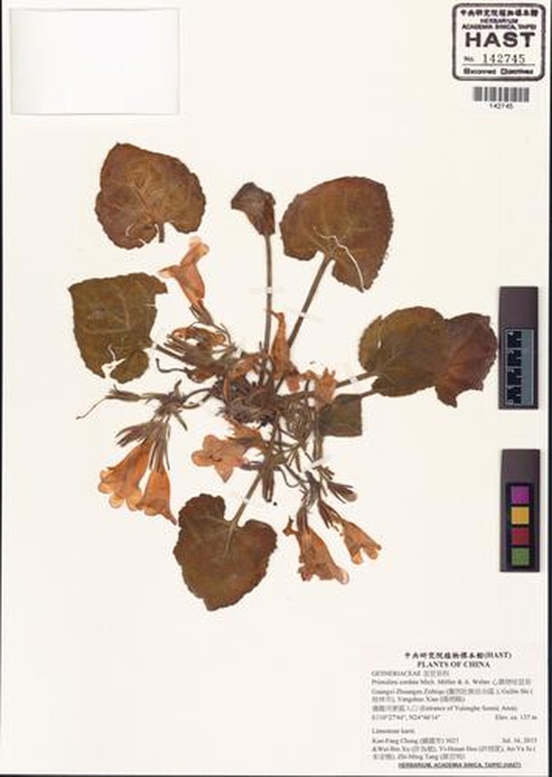 Primulina cordata