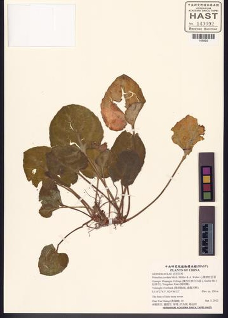 Primulina cordata photo 2