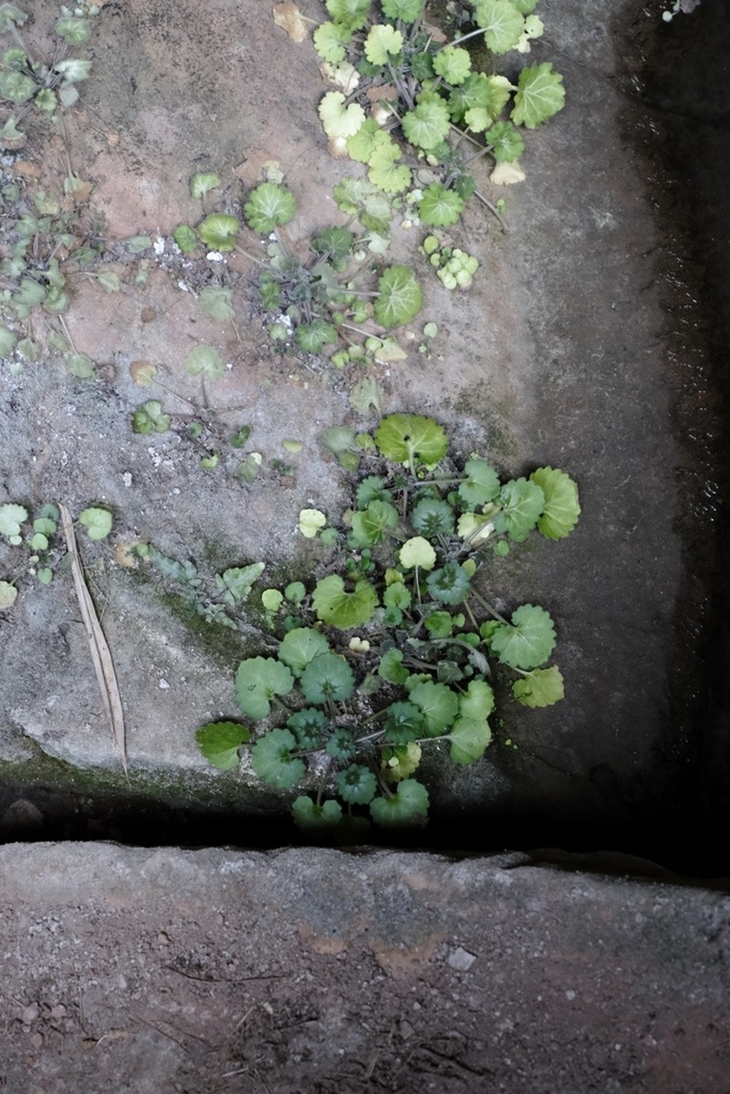 Primulina danxiaensis
