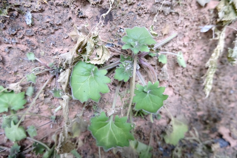 Primulina danxiaensis photo 2