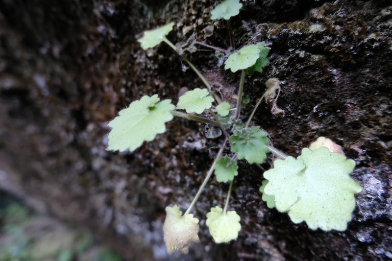 Primulina danxiaensis photo 3