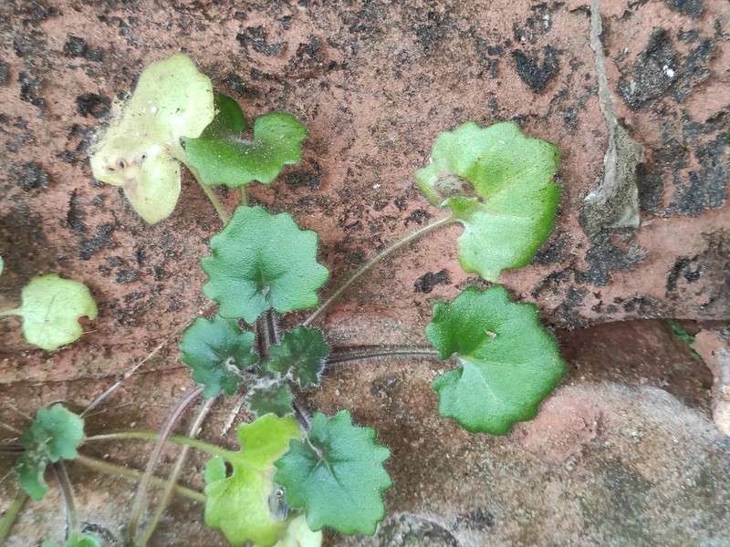 Primulina danxiaensis photo 4