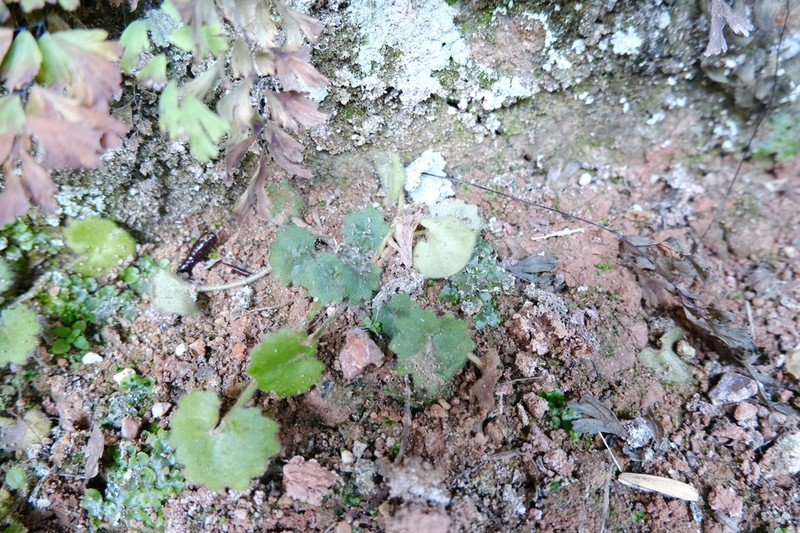 Primulina danxiaensis photo 5