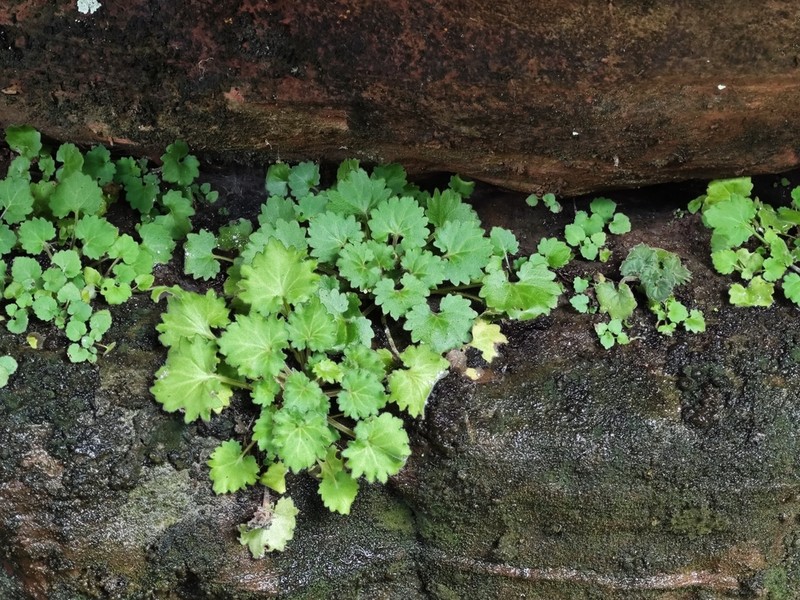 Primulina danxiaensis photo 6