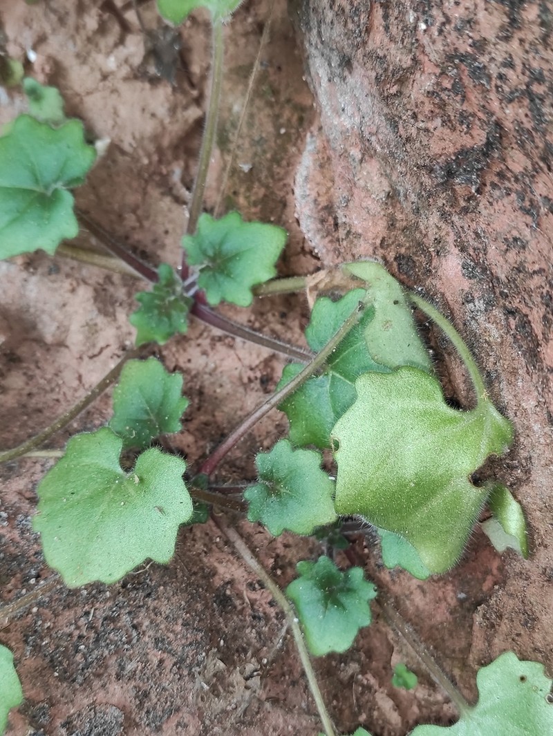Primulina danxiaensis photo 7