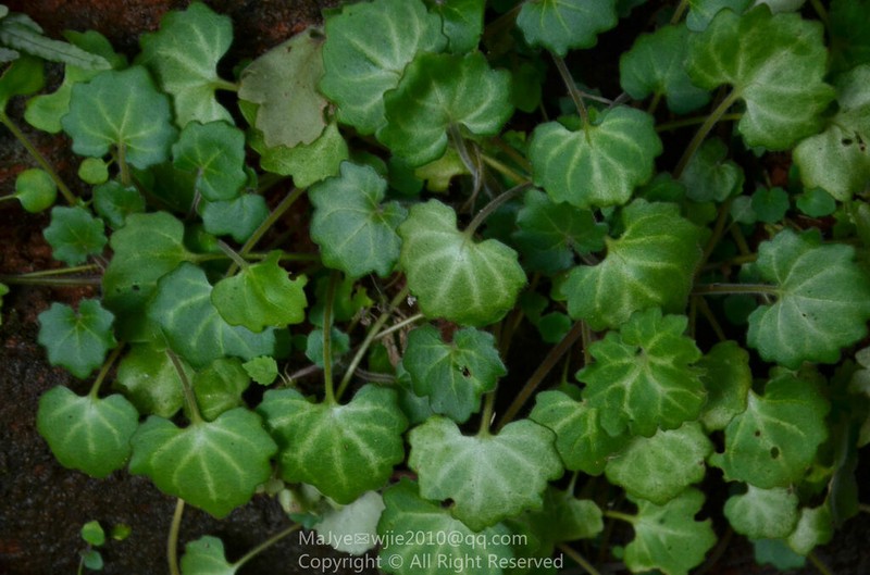 Primulina danxiaensis photo 8