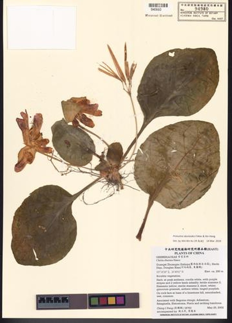 Primulina davidioides
