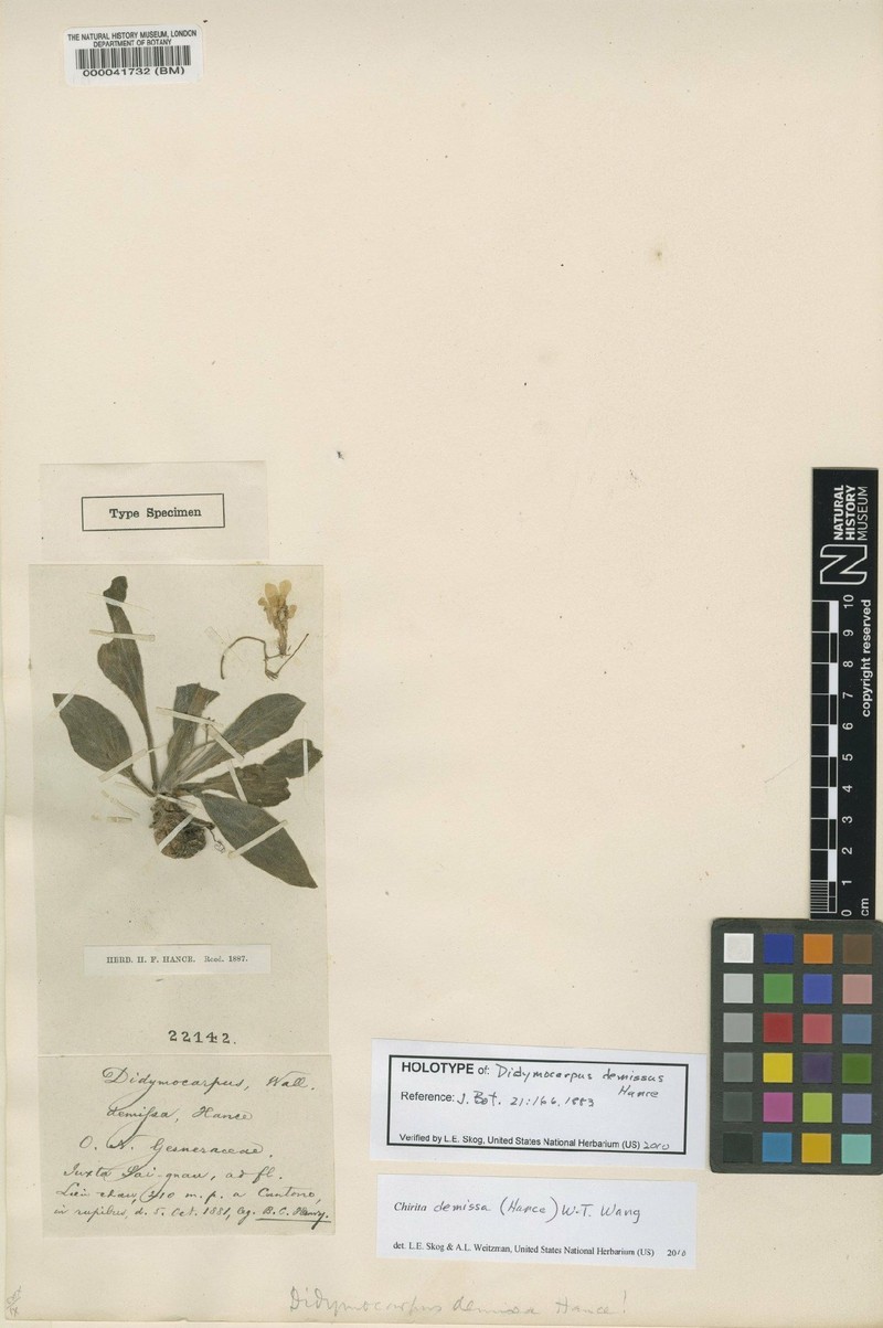 Primulina demissa photo 3