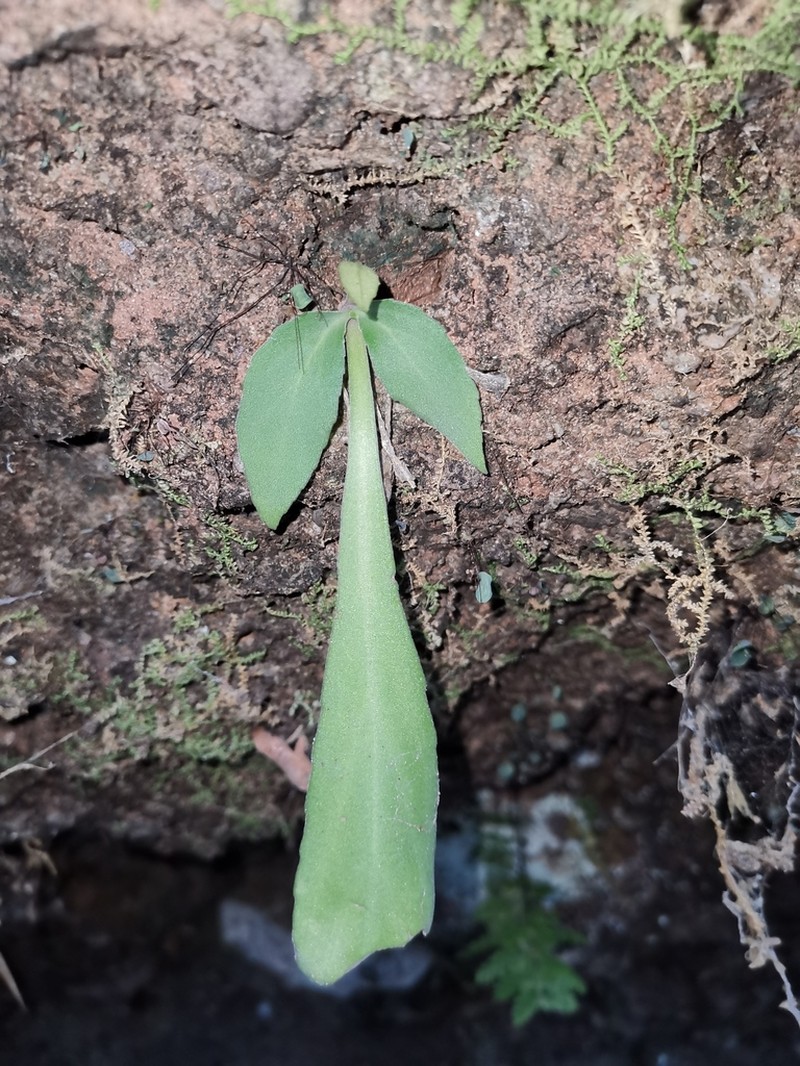 Primulina depressa photo 4