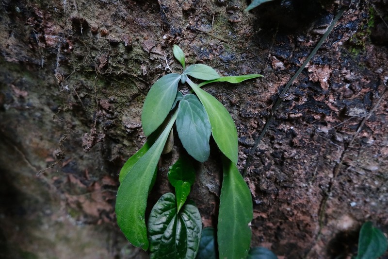 Primulina depressa photo 5