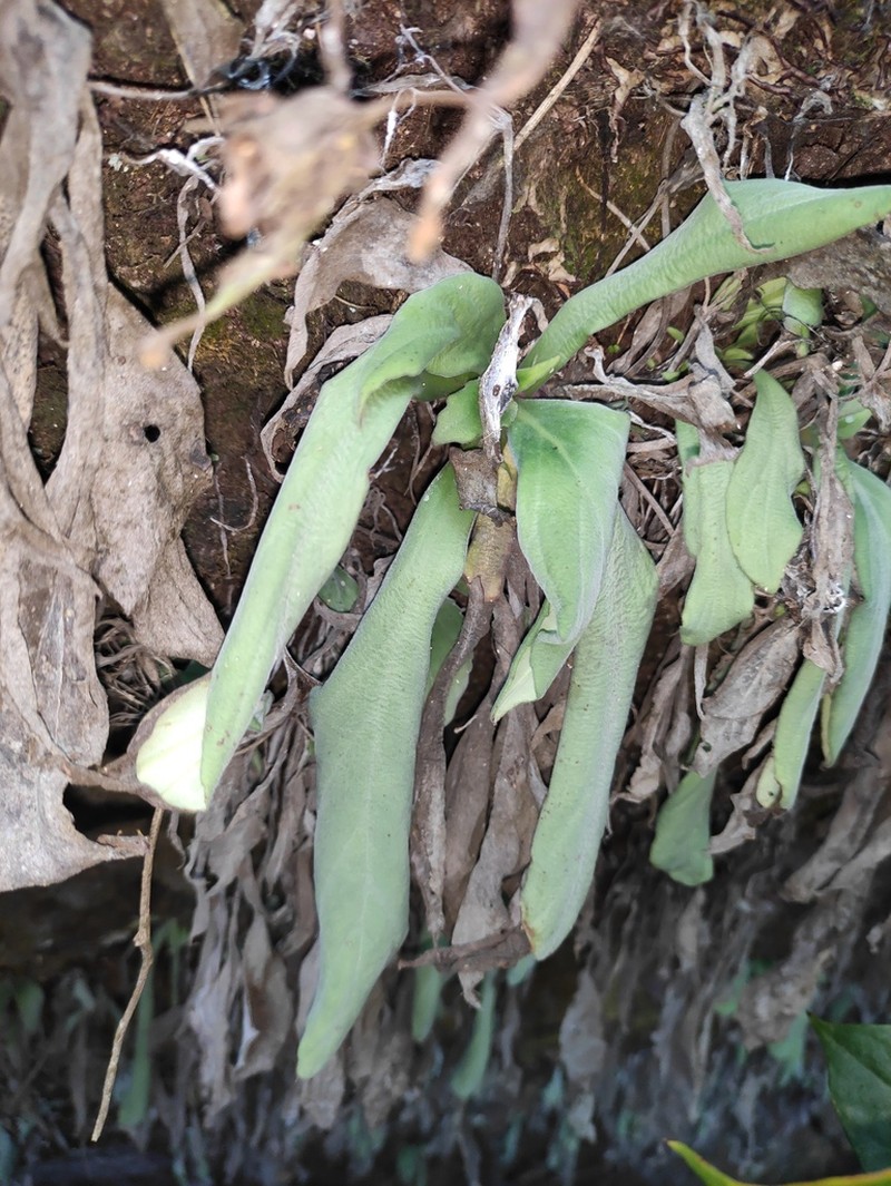 Primulina depressa photo 6