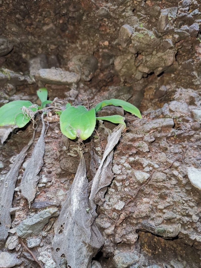 Primulina depressa photo 7