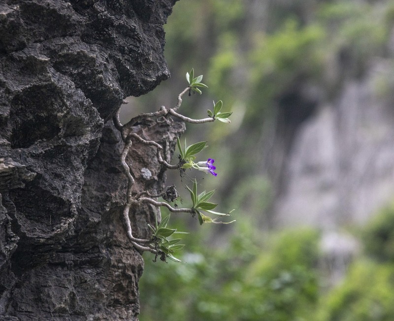 Primulina drakei