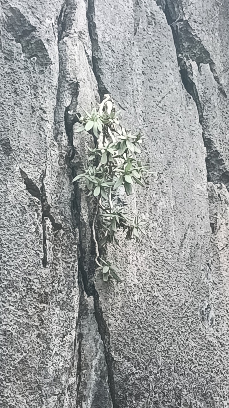 Primulina drakei photo 2