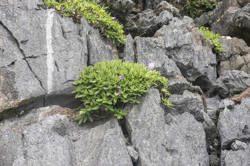 Primulina drakei photo 5