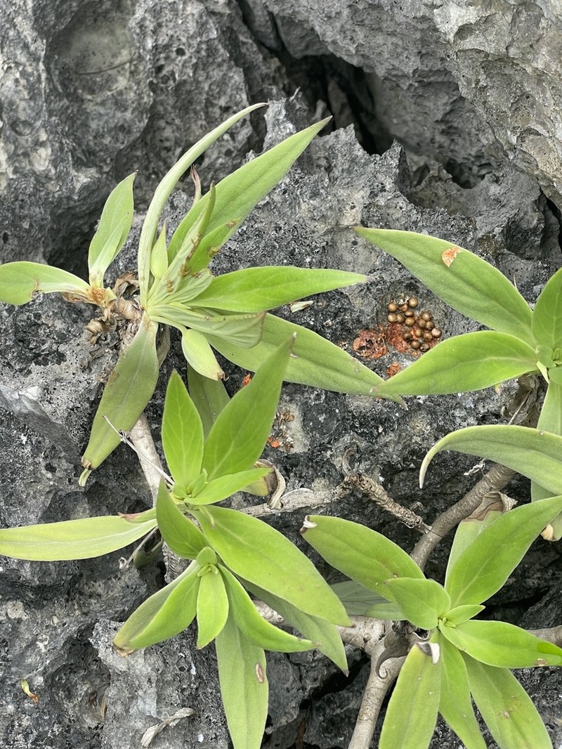 Primulina drakei photo 6