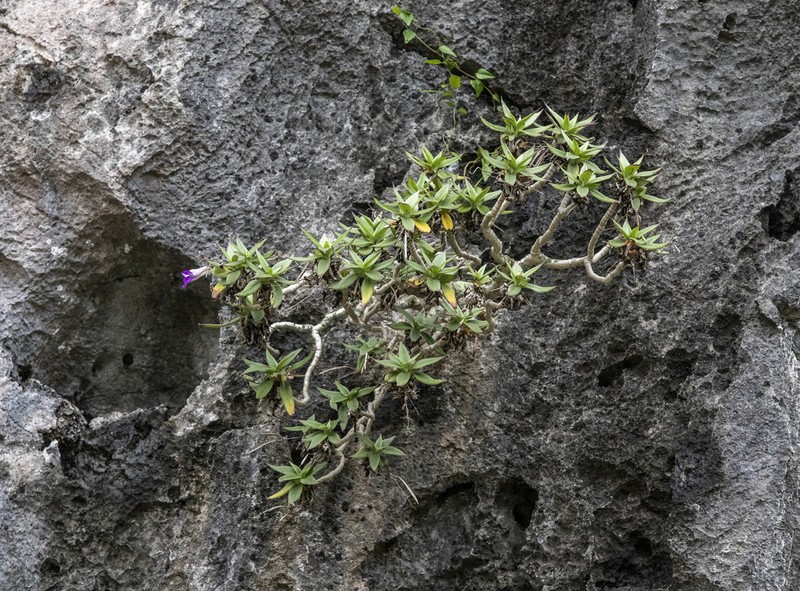 Primulina drakei photo 7