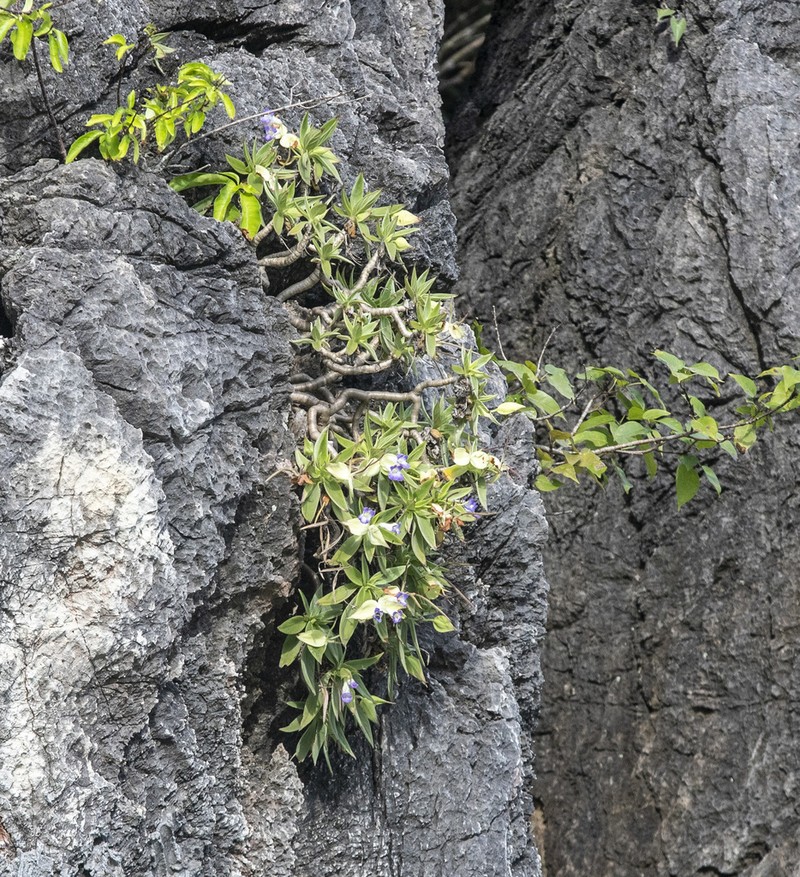 Primulina drakei photo 8