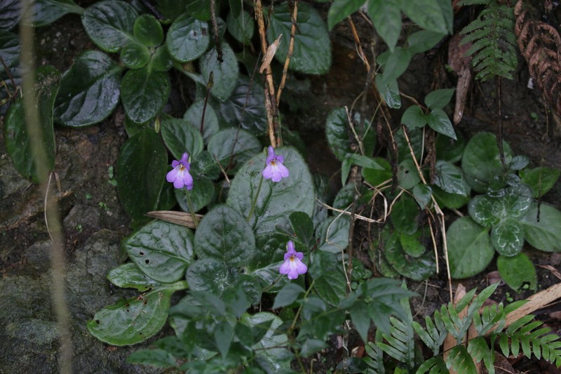 Primulina dryas