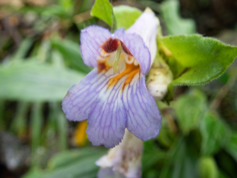 Primulina dryas photo 2
