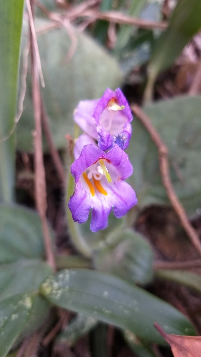 Primulina dryas photo 4