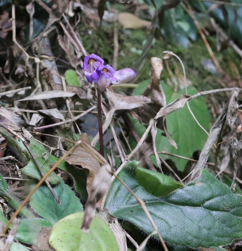 Primulina dryas photo 5