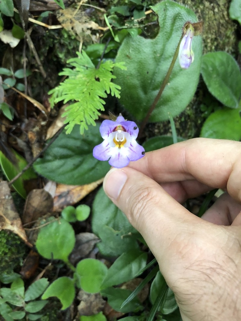 Primulina dryas photo 7